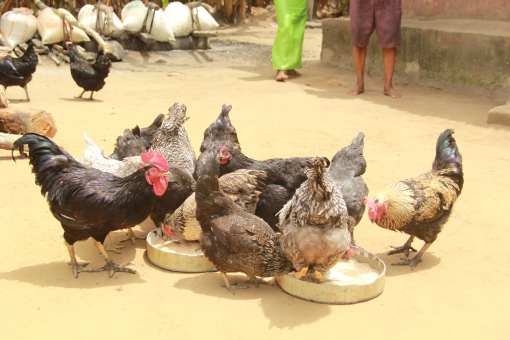 Alpha chickens on a farm in Isiokpo, Nigeria (photo credit: ILRI/ACGG Nigeria).
